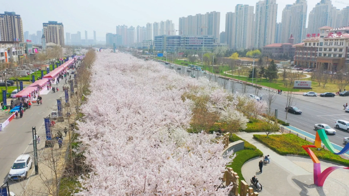 好景山东·赛诗卉｜来烟台海岸樱花大道，赴春日浪漫之约