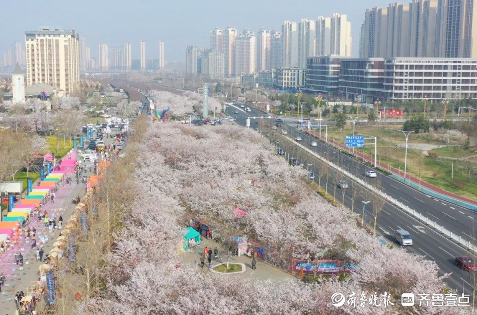 好景山东·烟台｜在浪漫樱花中感受春日好时光