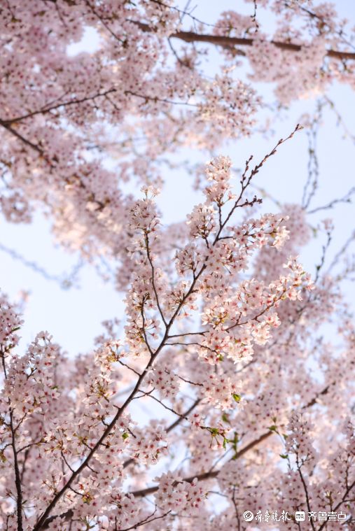 好景山东·烟台｜在浪漫樱花中感受春日好时光