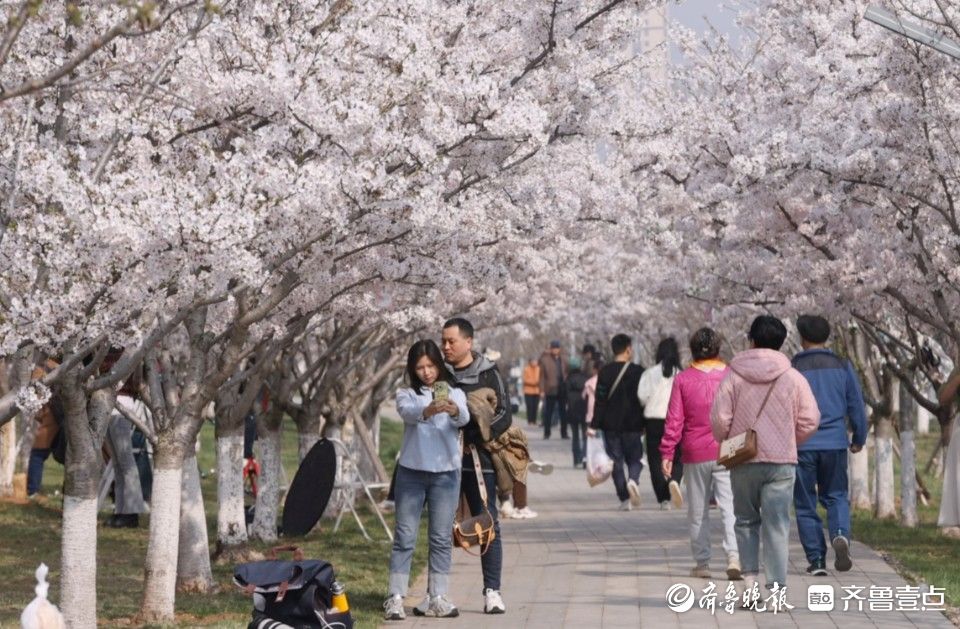 好景山东·烟台｜在浪漫樱花中感受春日好时光