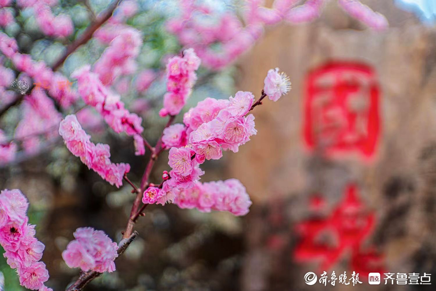 近日,第二十四届青岛梅花节在青岛梅园开幕