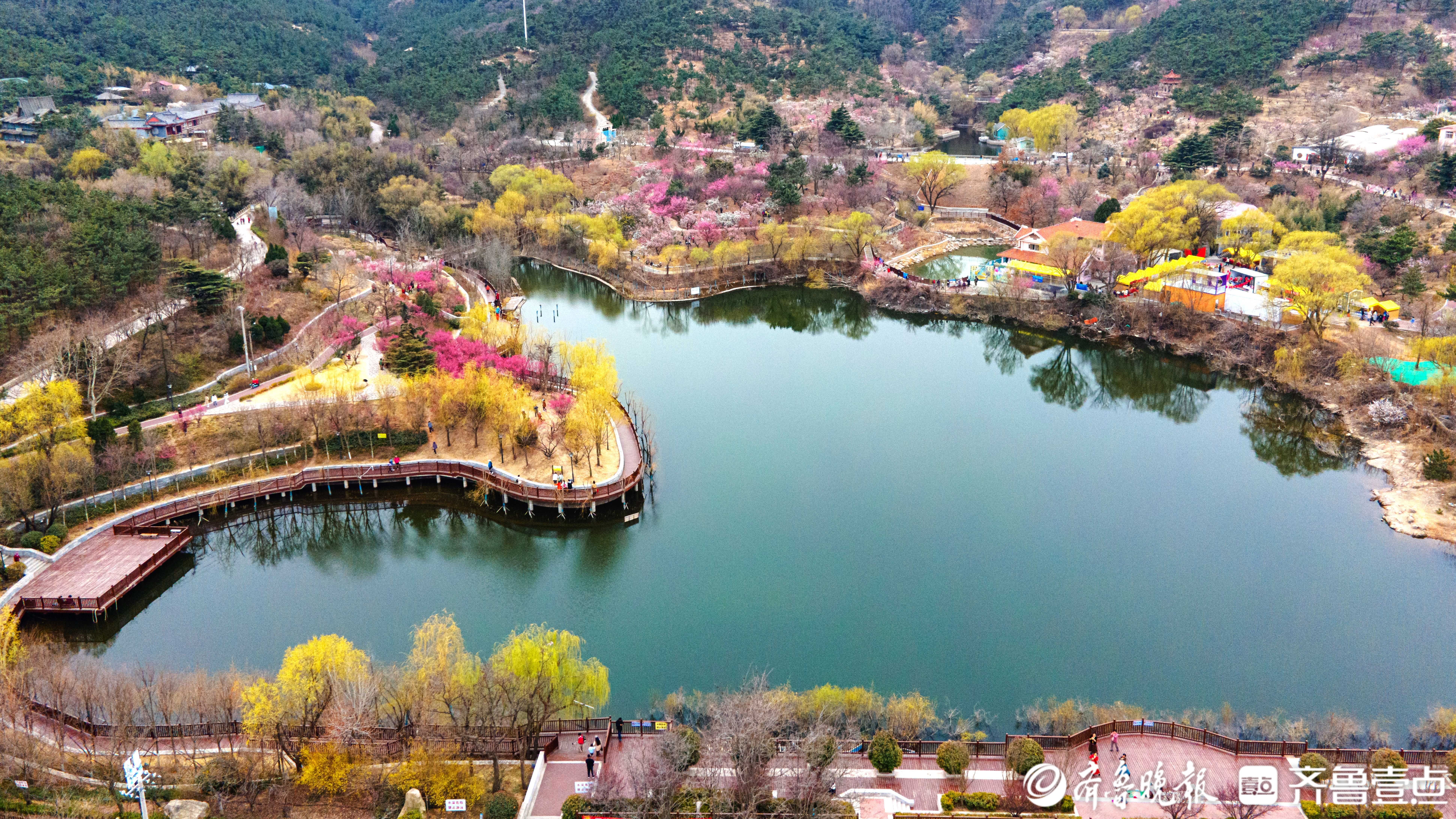 好景山东青岛丨花海如潮襟袖染香青岛梅园百亩梅花盛放