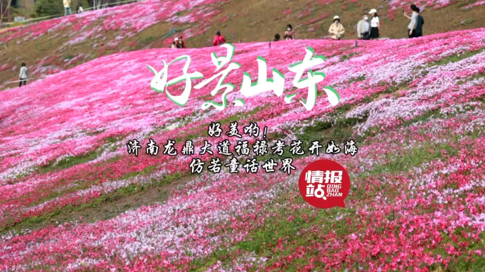 果然视频·好景山东|济南龙鼎大道福禄考花海绽放，仿若童话世界