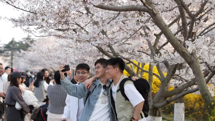 好景山东·青岛丨收下这份粉白色的春日浪漫！中山公园樱花盛放