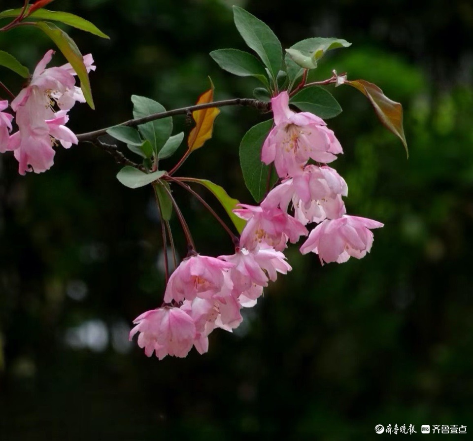 行摄华山——垂丝海棠摇春光
