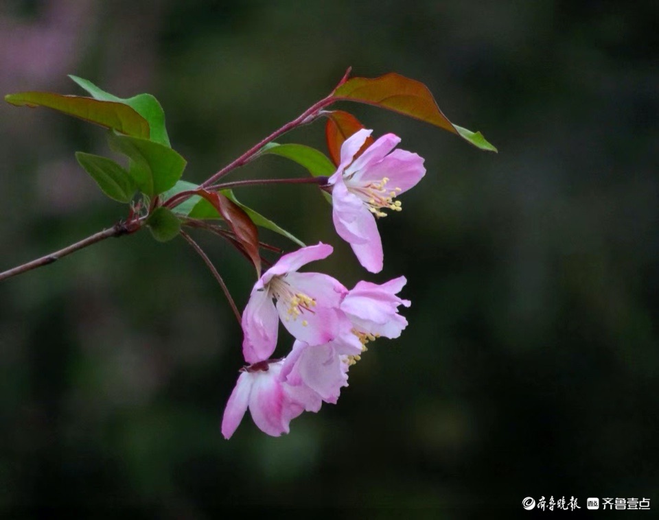行摄华山——垂丝海棠摇春光
