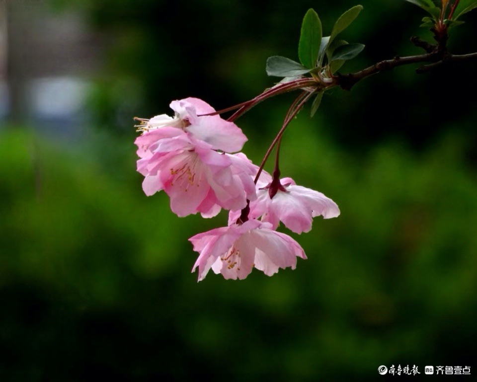 行摄华山——垂丝海棠摇春光