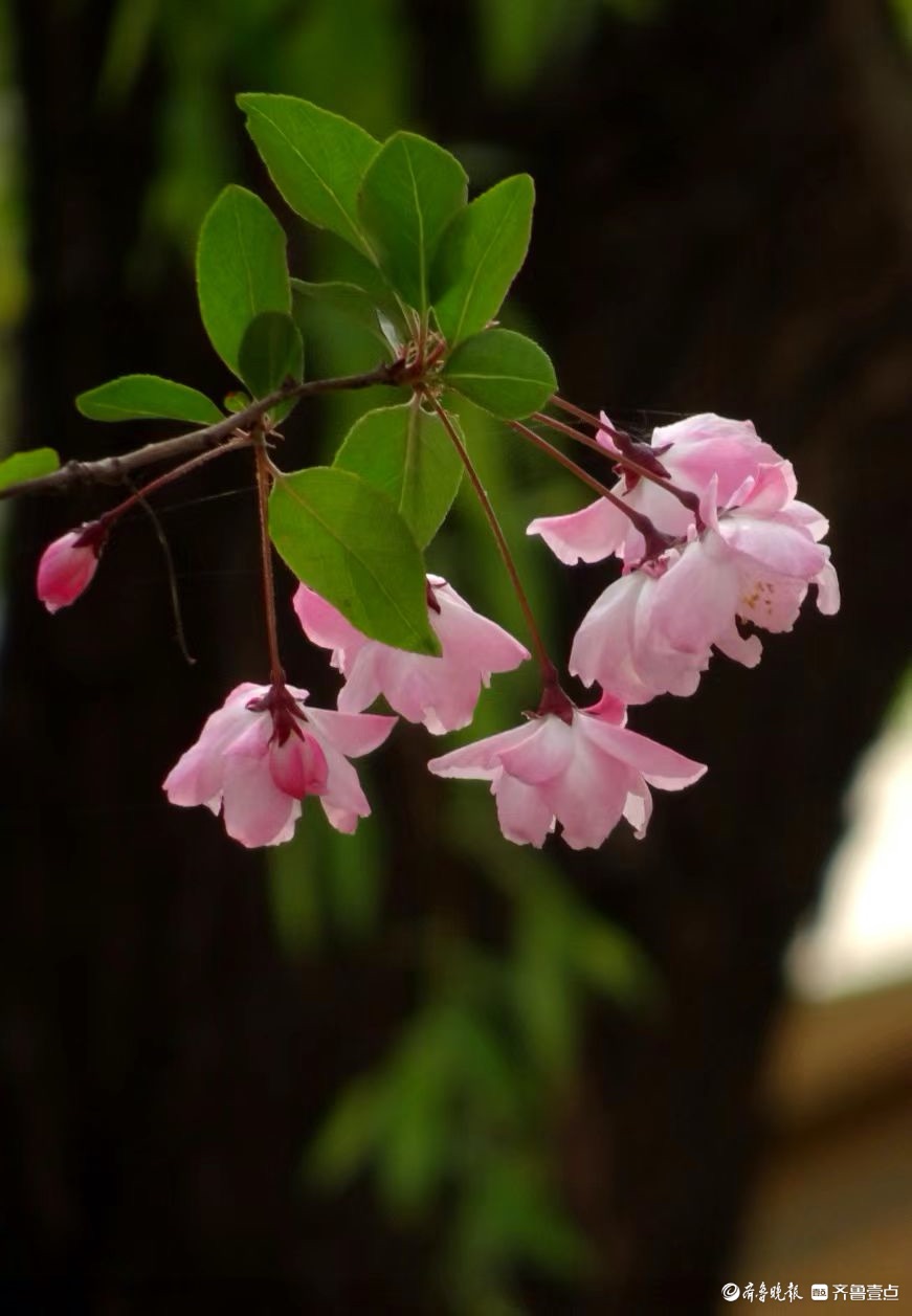 行摄华山——垂丝海棠摇春光