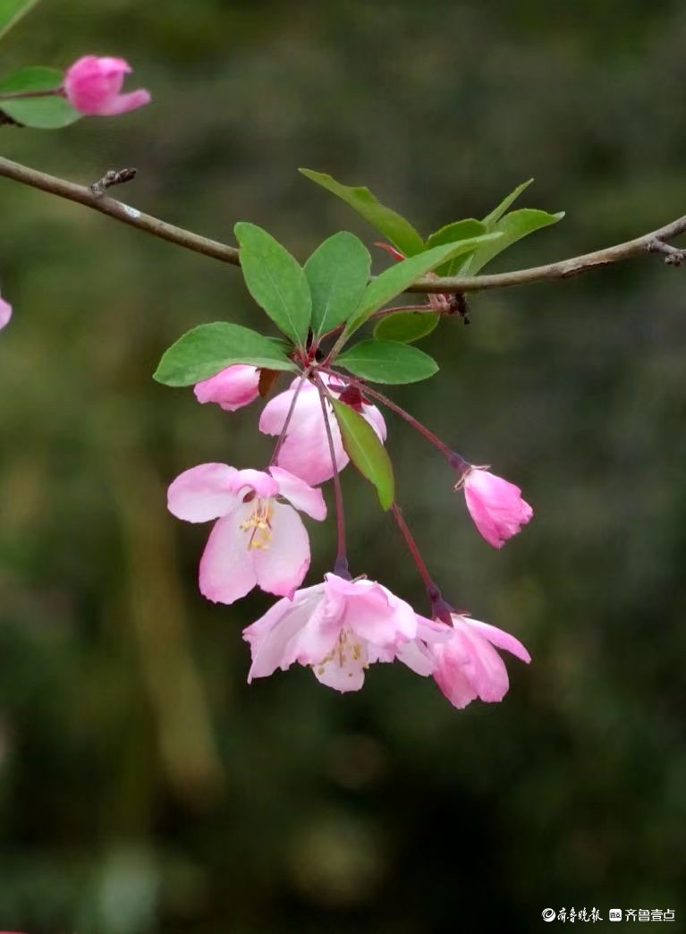 行摄华山——垂丝海棠摇春光