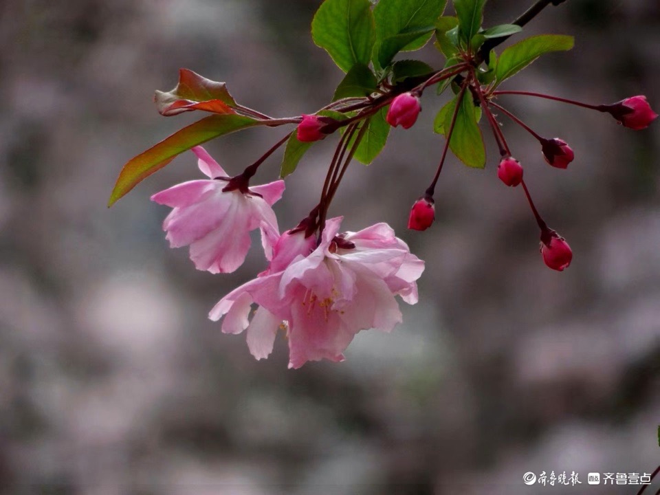 行摄华山——垂丝海棠摇春光