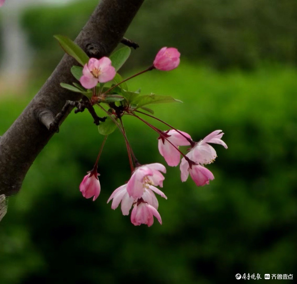 行摄华山——垂丝海棠摇春光