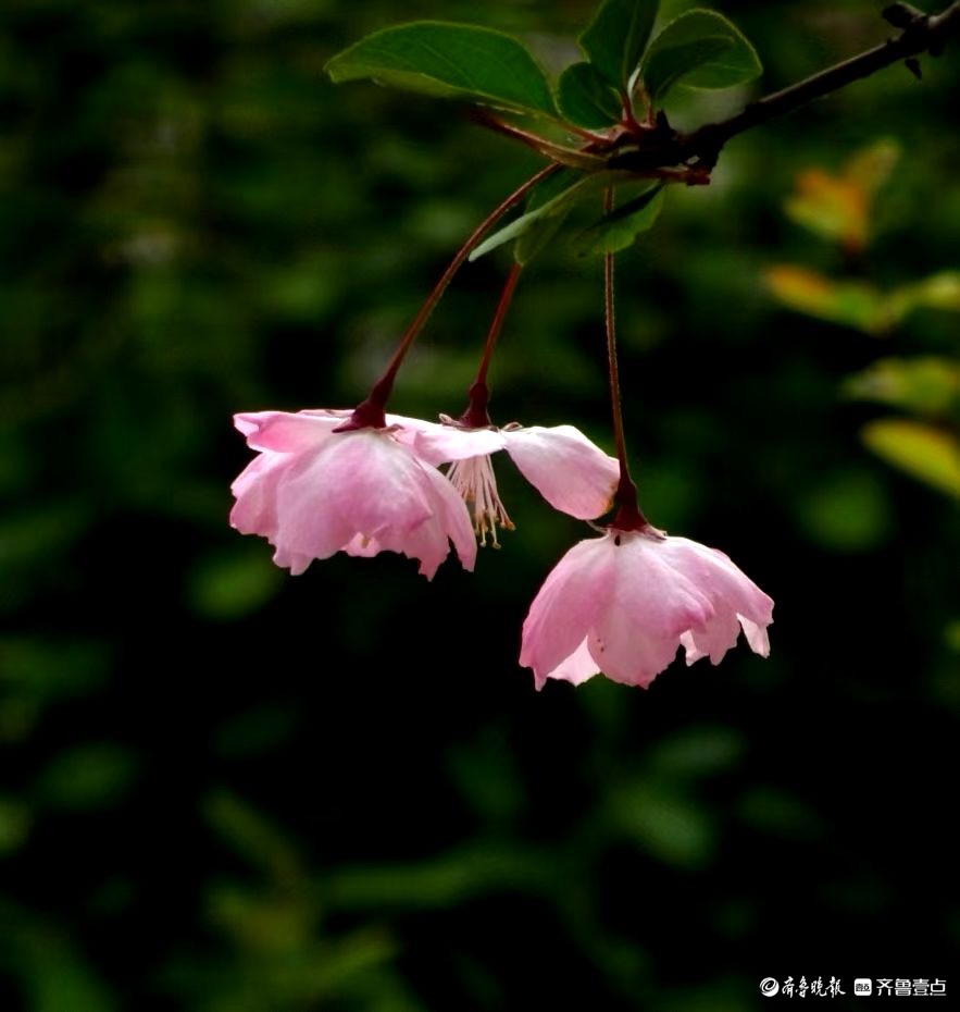 行摄华山——垂丝海棠摇春光