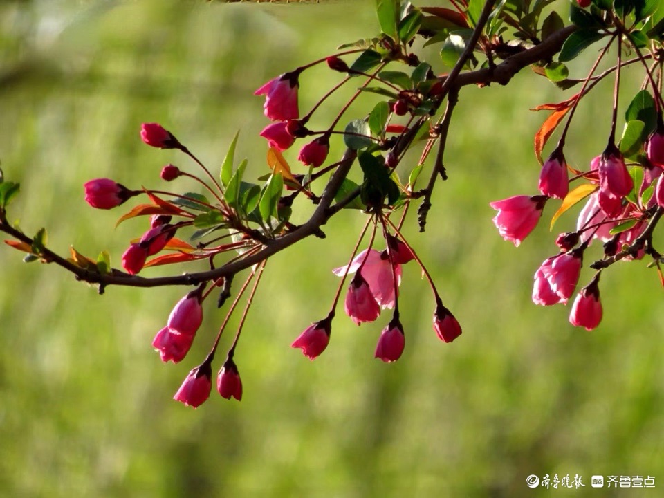 行摄华山——垂丝海棠摇春光