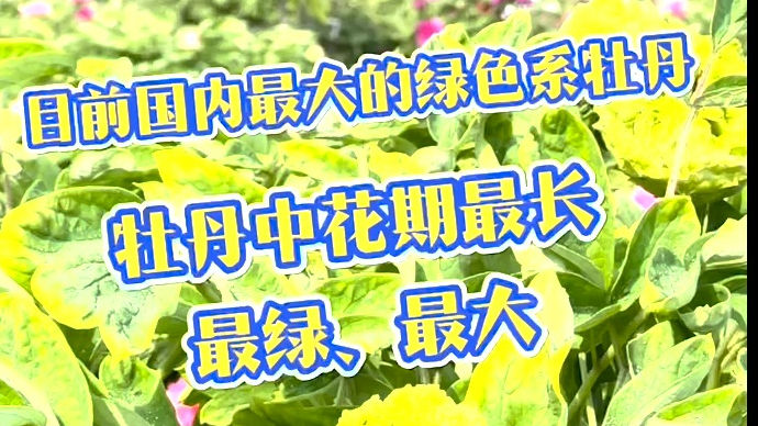 菏泽百花园：国内最大的绿色系牡丹，所有牡丹中花期最长的品种