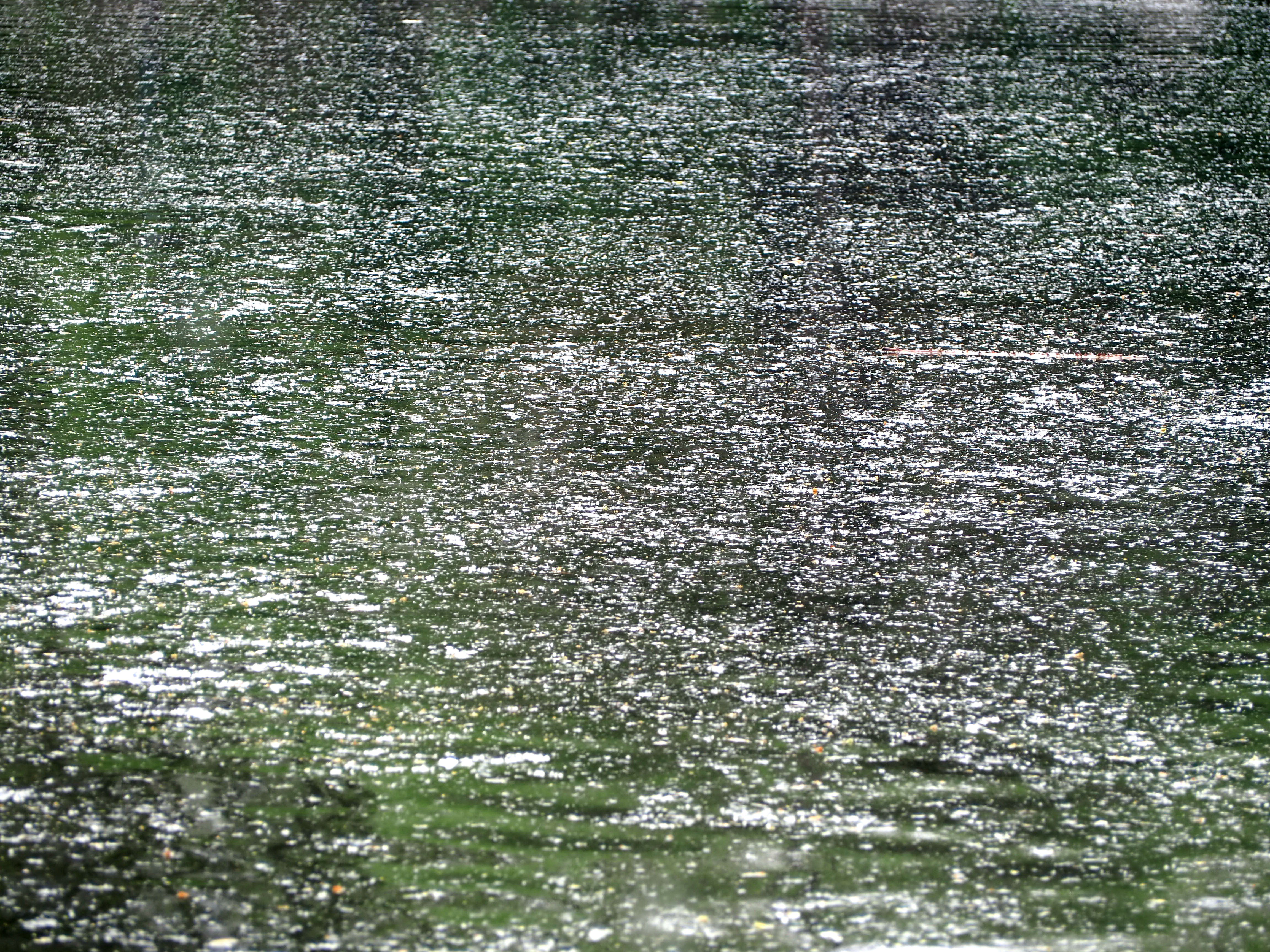 济南公园里柳絮飞扬,湖面犹如春雪飘落