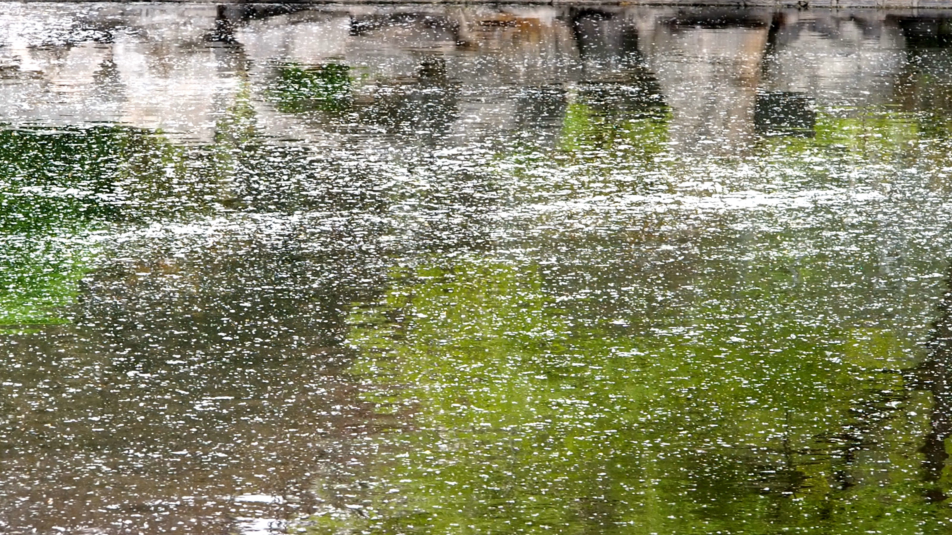 济南公园里柳絮飞扬,湖面犹如春雪飘落