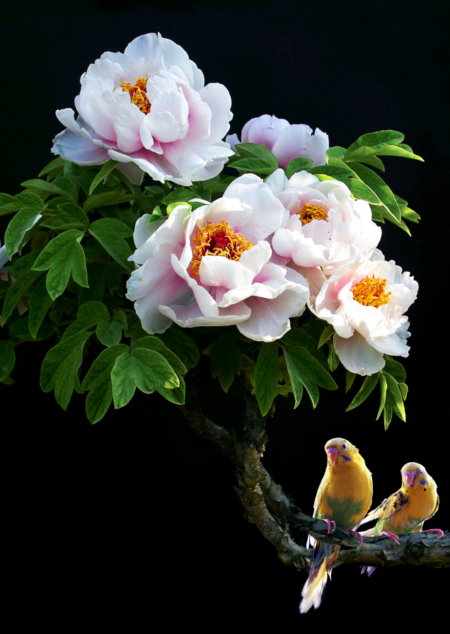 什么是国色天香？这是菏泽给的答案（附赏花指南）