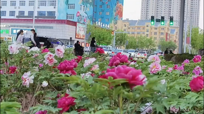 果然视频|四月份的牡丹开满菏泽街头