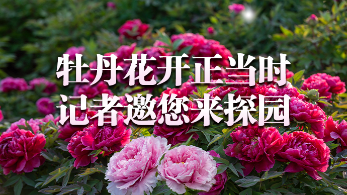 壹直播|牡丹花开正当时 记者邀您来探园