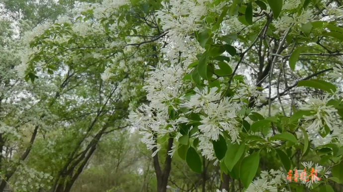 果然视频|流苏花开 像大雪压枝头