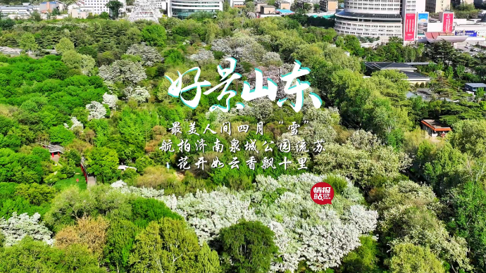 果然视频·好景山东|最美四月“雪”！济南泉城公园流苏花开如云