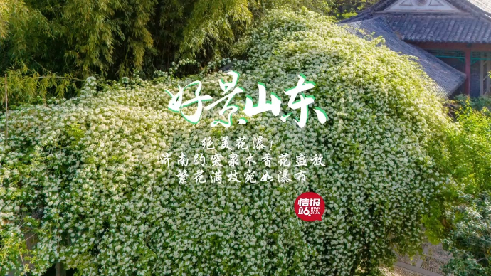 果然视频·好景山东|济南趵突泉木香花盛放，繁花满枝宛如瀑布！