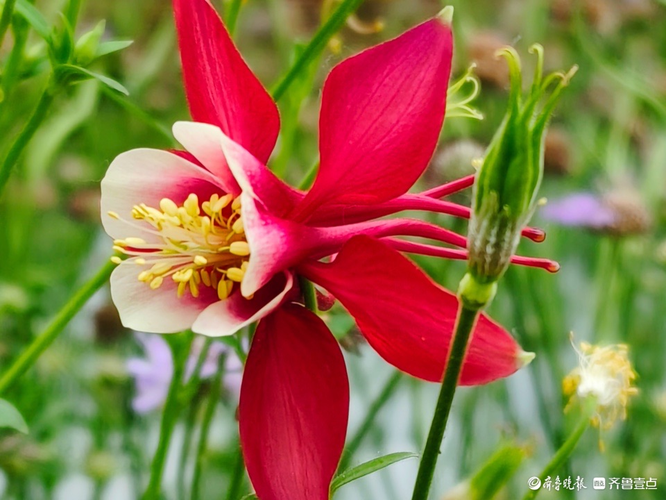 耧斗菜花朵,仙气飘飘好可爱