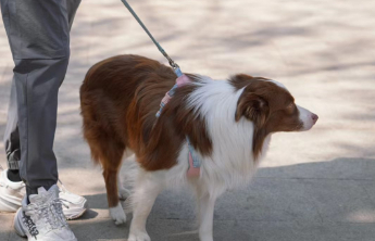 宠物行业观察：千亿级“宠物市场”势头旺，这些消费趋势值得注意