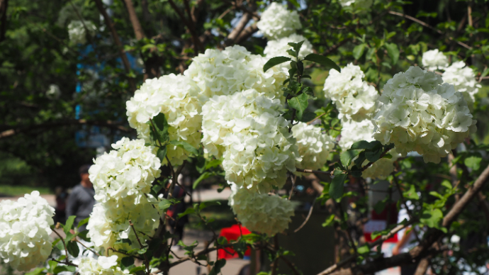 果然视频|泉城公园白色花球簇簇开，游客争相把照拍