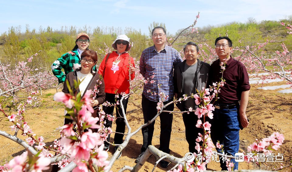 牟平区高陵镇唐家夼村桃花盛开漫山遍野如云似霞