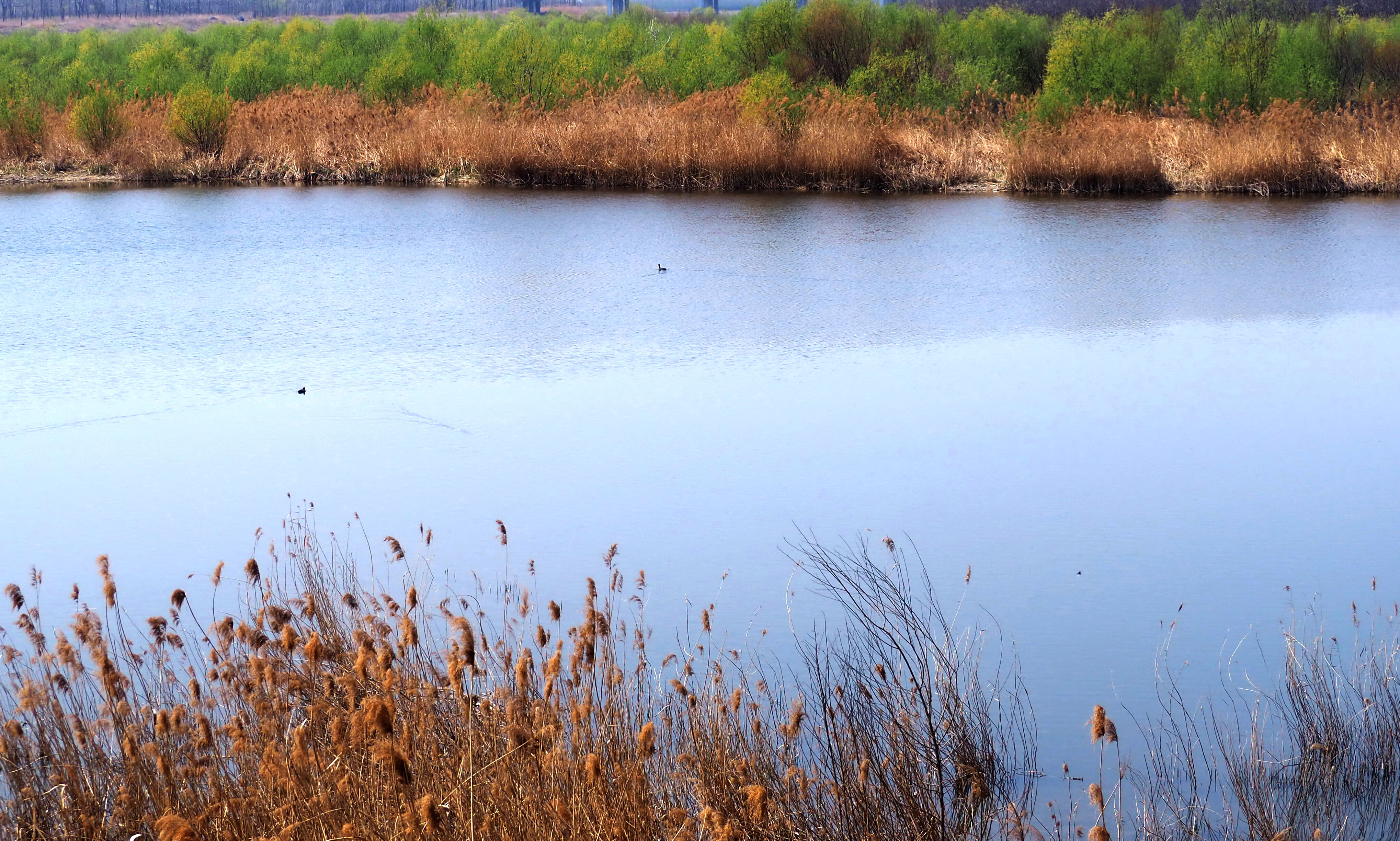 4月芳菲花季青岛大沽河湿地水鸟蛙鸣生机勃勃