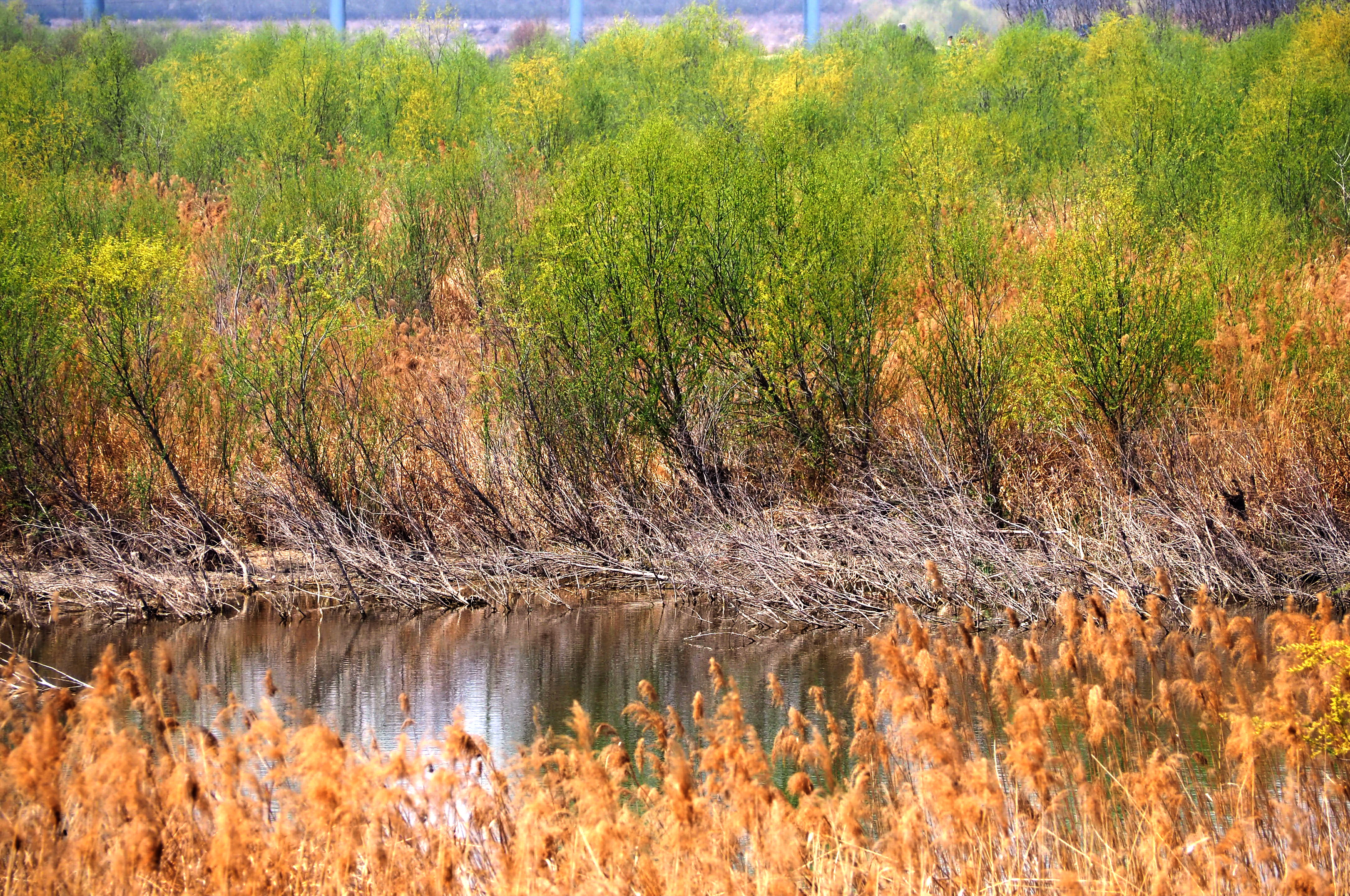 4月芳菲花季青岛大沽河湿地水鸟蛙鸣生机勃勃