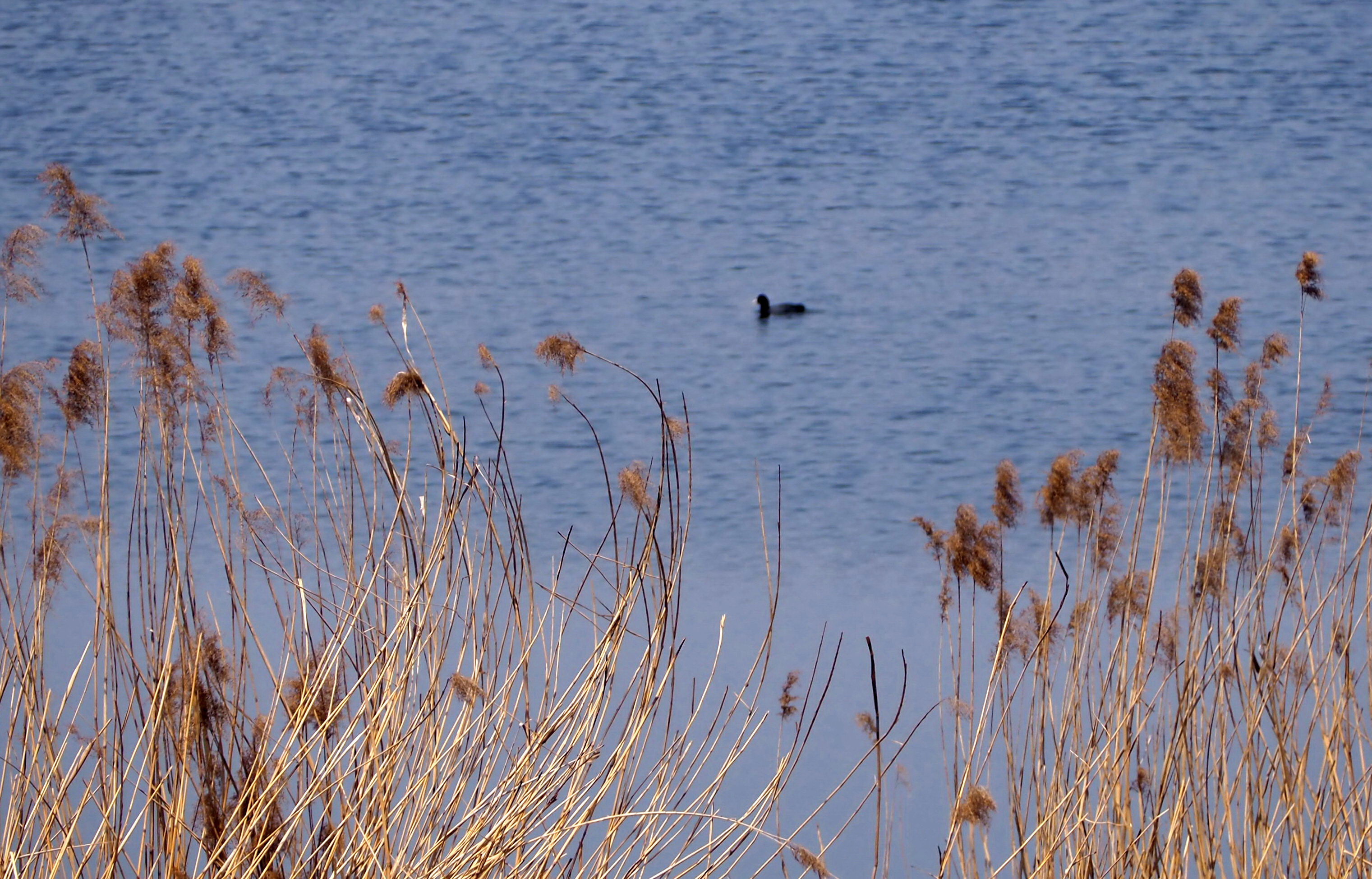 4月芳菲花季青岛大沽河湿地水鸟蛙鸣生机勃勃