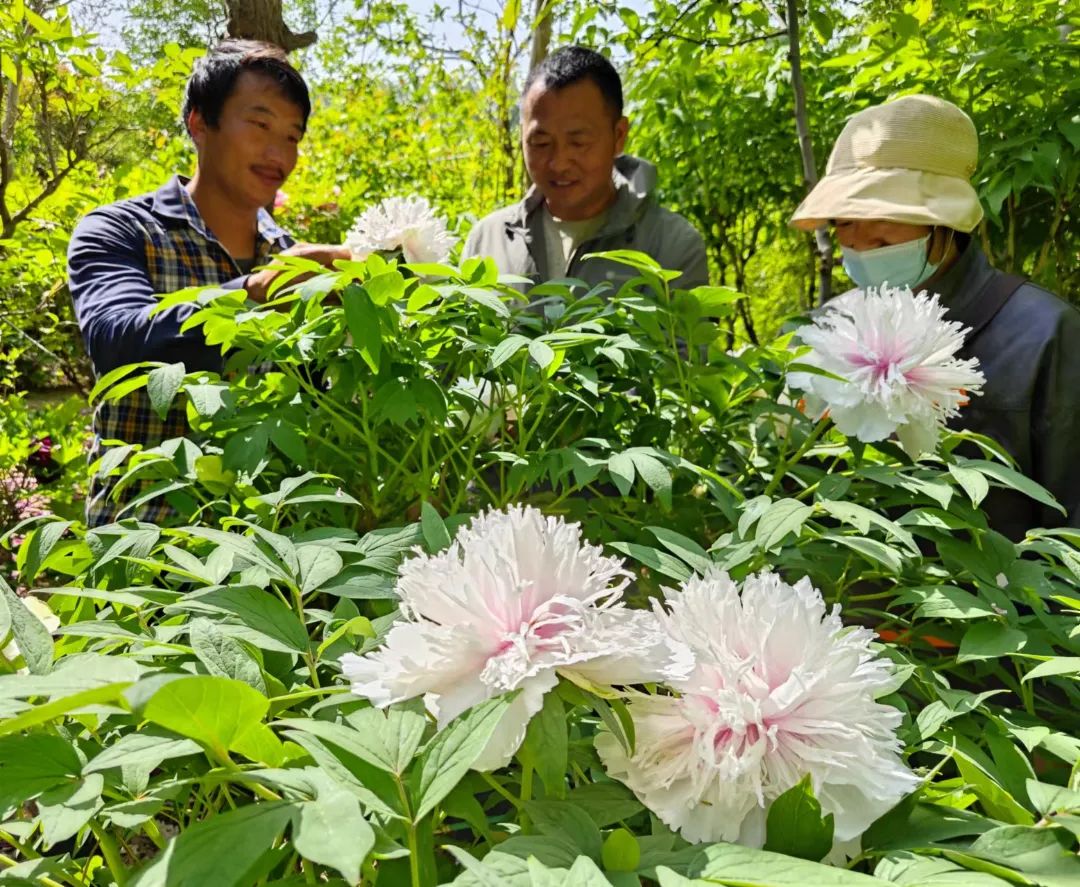 火爆全网的“银丝贯顶”花开菏泽！