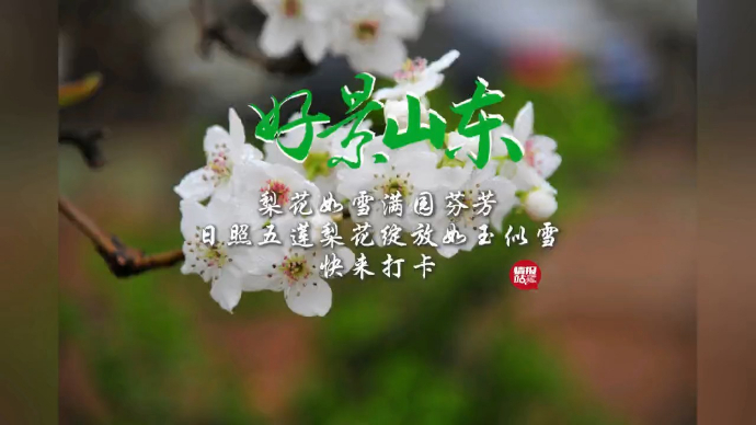 果然视频·好景山东|满园芬芳！日照梨花绽放如玉似雪快来打卡