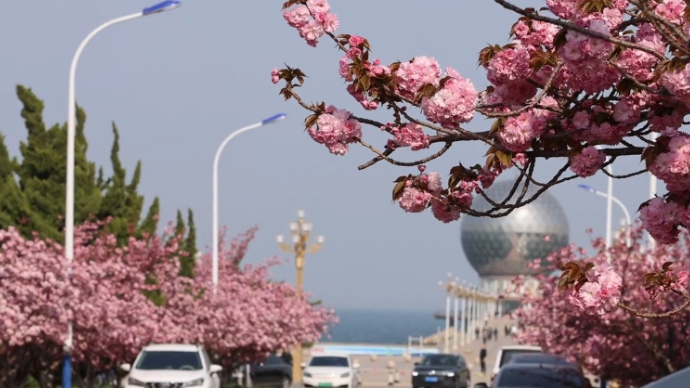 果然视频｜烟台有条樱花大道藏身小区，直通大海