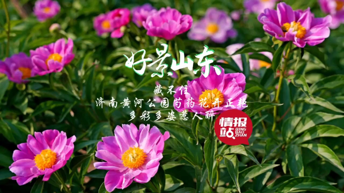 果然视频·好景山东|济南黄河公园芍药花开正艳，多彩多姿惹人醉