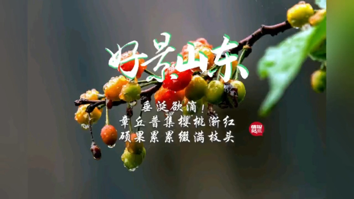 果然视频·好景山东|鲜！济南章丘樱桃渐红，硕果累累缀满枝头