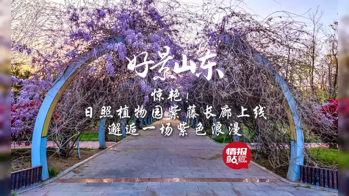 果然视频·好景山东|日照植物园紫藤长廊上线，邂逅一场紫色浪漫