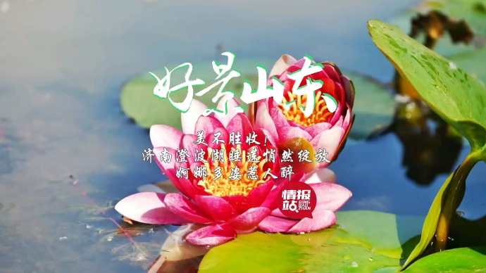 果然视频·好景山东|济南澄波湖睡莲悄然绽放，婀娜多姿惹人醉！