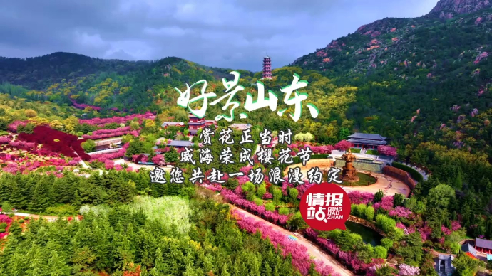 果然视频·好景山东|威海荣成樱花盛开，邀您共赴一场浪漫约定