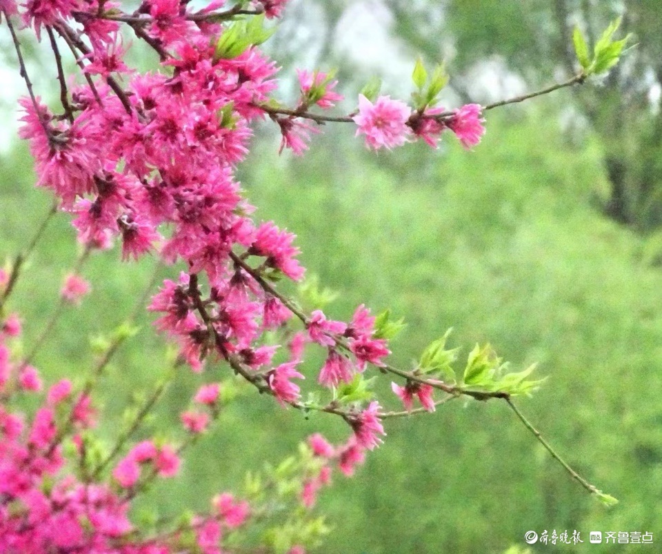 行摄华山——水蜜桃花红艳艳