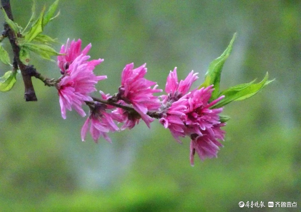 行摄华山——水蜜桃花红艳艳