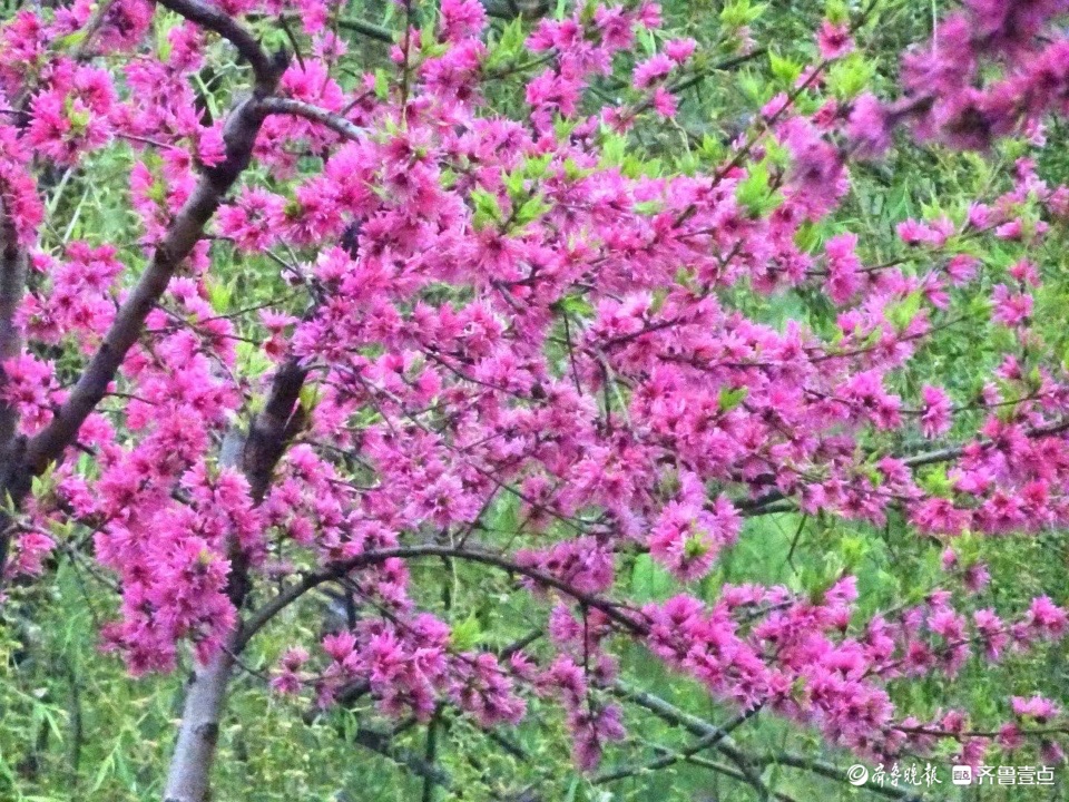 行摄华山——水蜜桃花红艳艳