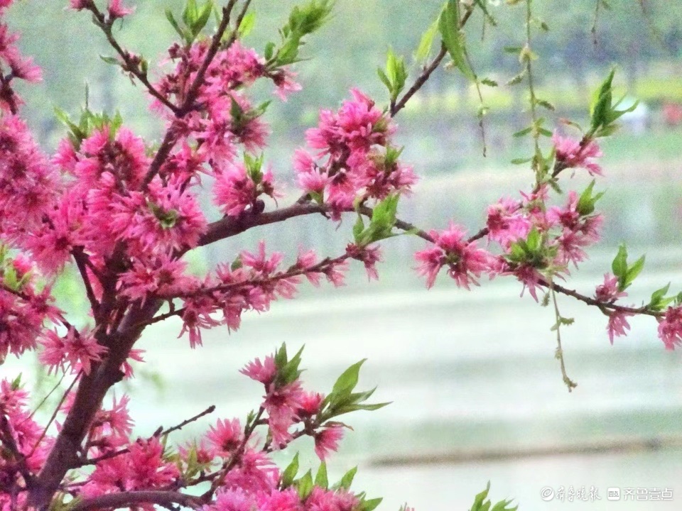 行摄华山——水蜜桃花红艳艳