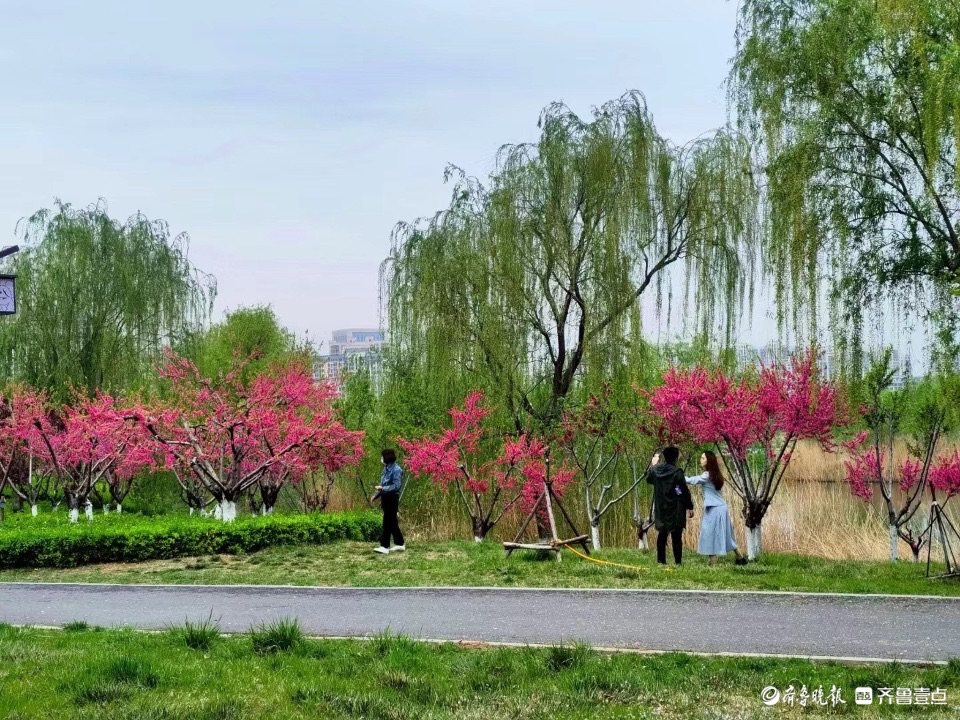 行摄华山——水蜜桃花红艳艳