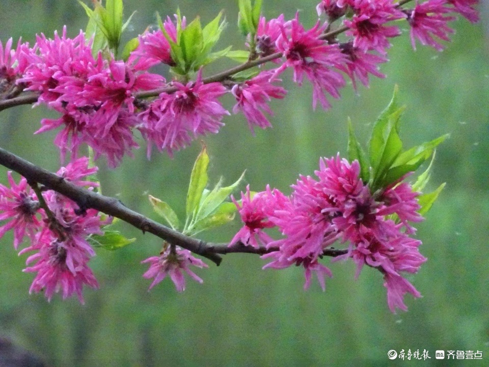 行摄华山——水蜜桃花红艳艳