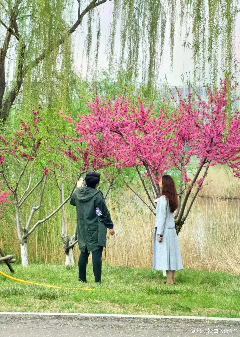 行摄华山——水蜜桃花红艳艳