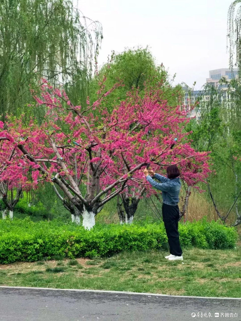 行摄华山——水蜜桃花红艳艳