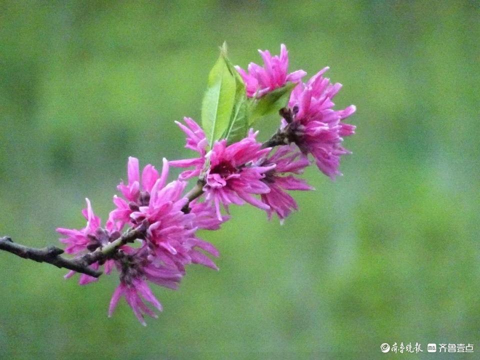 行摄华山——水蜜桃花红艳艳